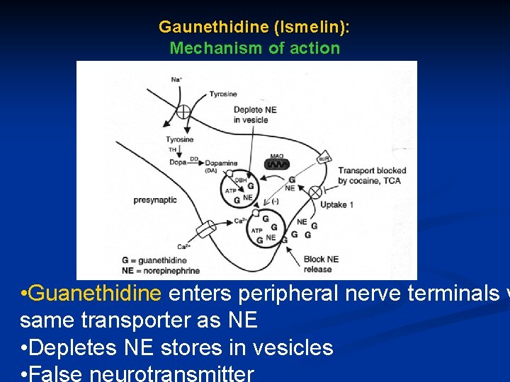 Gaunethidine (Ismelin): Mechanism of action • Guanethidine enters peripheral nerve terminals v same transporter