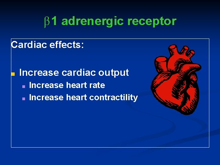 β 1 adrenergic receptor Cardiac effects: ■ Increase cardiac output ■ ■ Increase heart