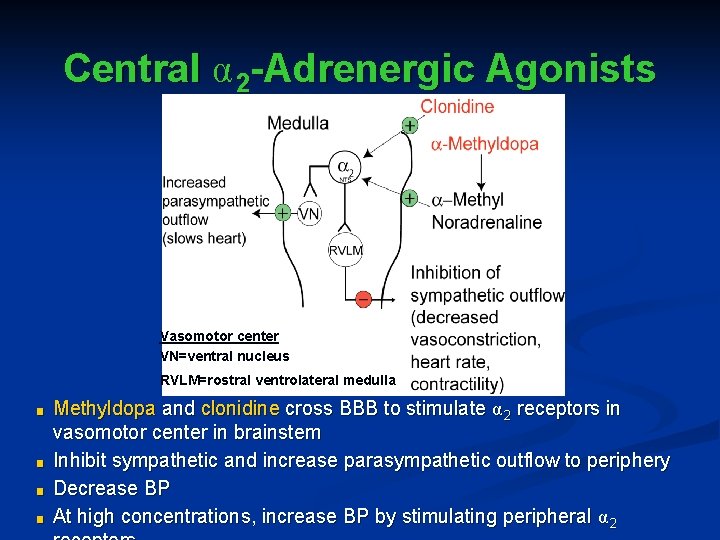 Central α 2 -Adrenergic Agonists Vasomotor center VN=ventral nucleus RVLM=rostral ventrolateral medulla ■ ■