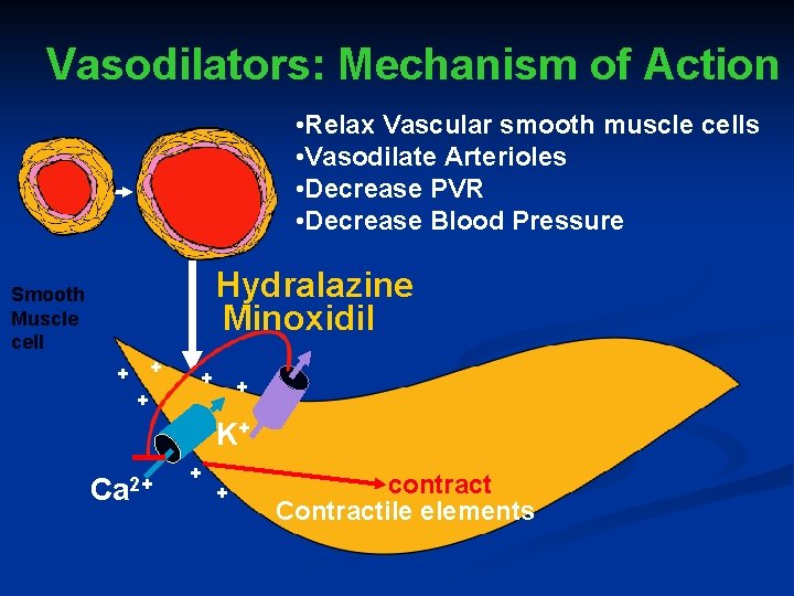 Vasodilators: Mechanism of Action • Relax Vascular smooth muscle cells • Vasodilate Arterioles •