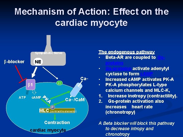 Mechanism of Action: Effect on the cardiac myocyte Sympathetic Nerve β-blocker NE Ca++ β