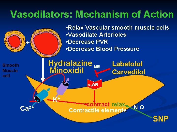 Vasodilators: Mechanism of Action • Relax Vascular smooth muscle cells • Vasodilate Arterioles •