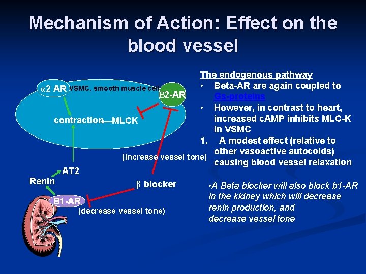 Mechanism of Action: Effect on the blood vessel The endogenous pathway • Beta-AR are