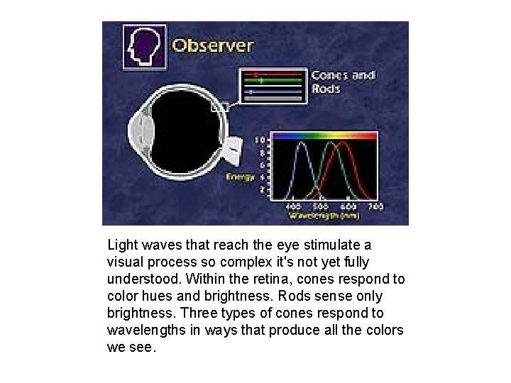 Light waves that reach the eye stimulate a visual process so complex it's not