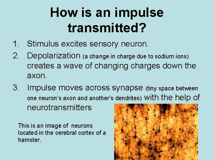 How is an impulse transmitted? 1. Stimulus excites sensory neuron. 2. Depolarization (a change