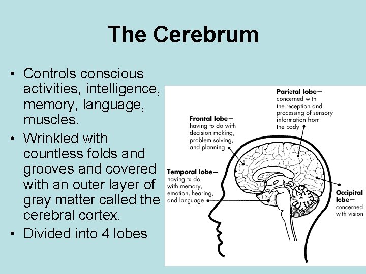 The Cerebrum • Controls conscious activities, intelligence, memory, language, muscles. • Wrinkled with countless