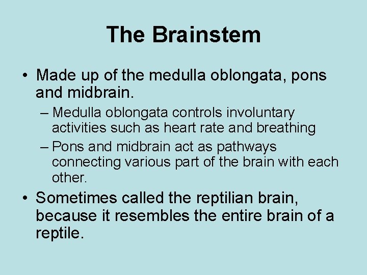The Brainstem • Made up of the medulla oblongata, pons and midbrain. – Medulla