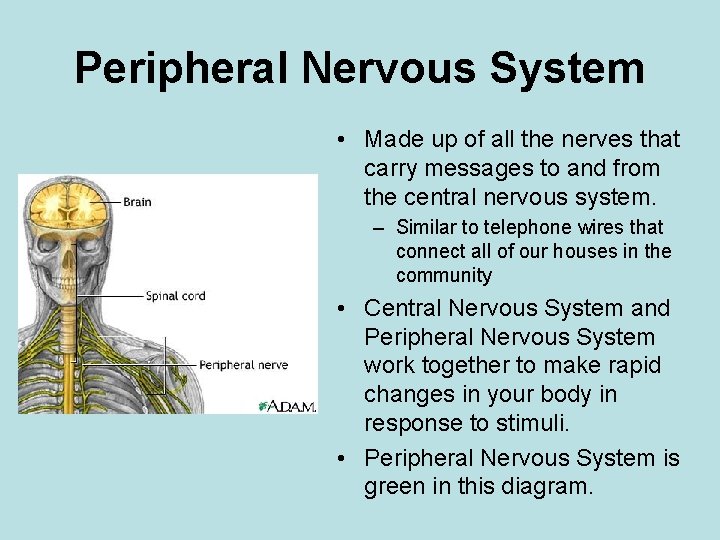 Peripheral Nervous System • Made up of all the nerves that carry messages to