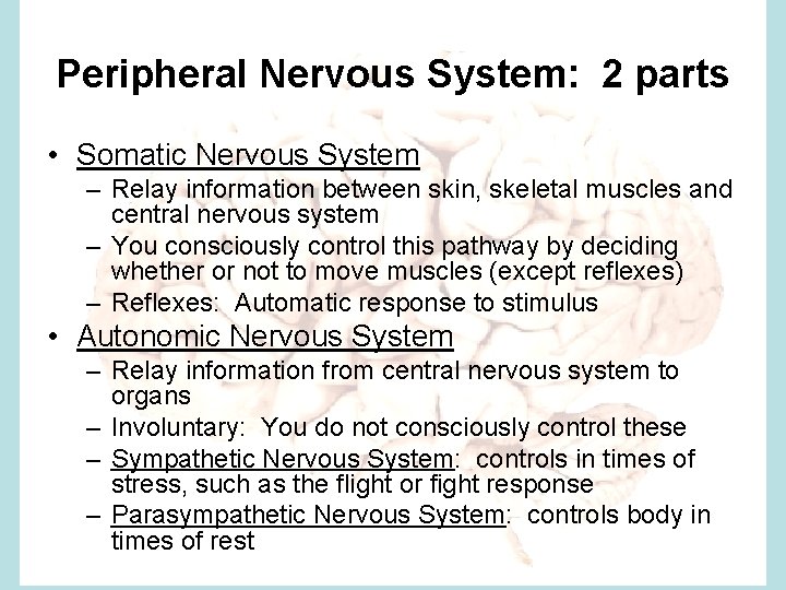 Peripheral Nervous System: 2 parts • Somatic Nervous System – Relay information between skin,