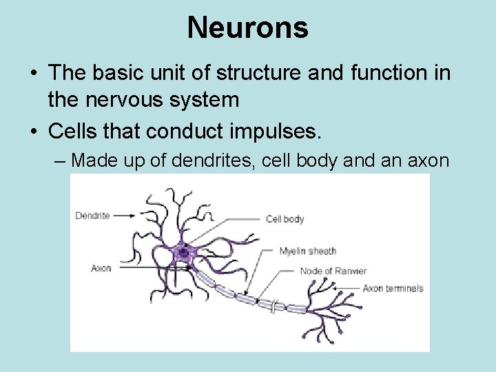 Neurons • The basic unit of structure and function in the nervous system •