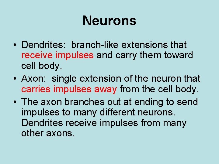 Neurons • Dendrites: branch-like extensions that receive impulses and carry them toward cell body.