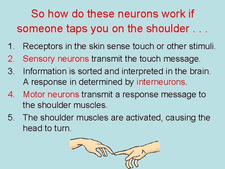 So how do these neurons work if someone taps you on the shoulder. .