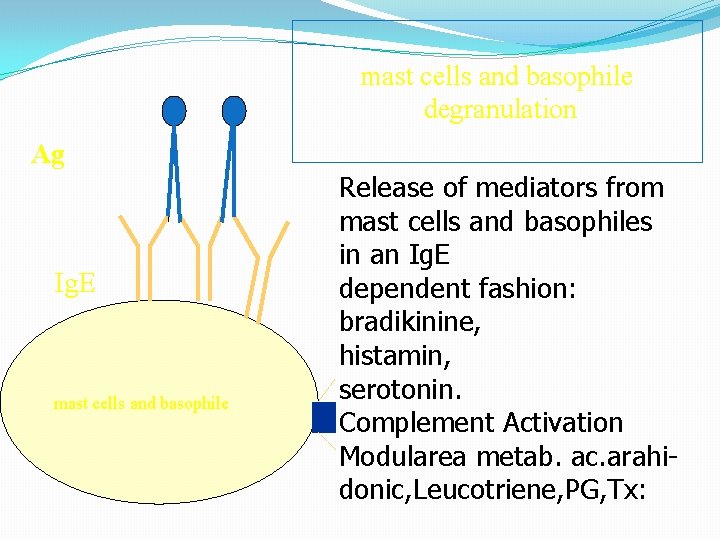 mast cells and basophile degranulation Ag Ig. E mast cells and basophile Release of