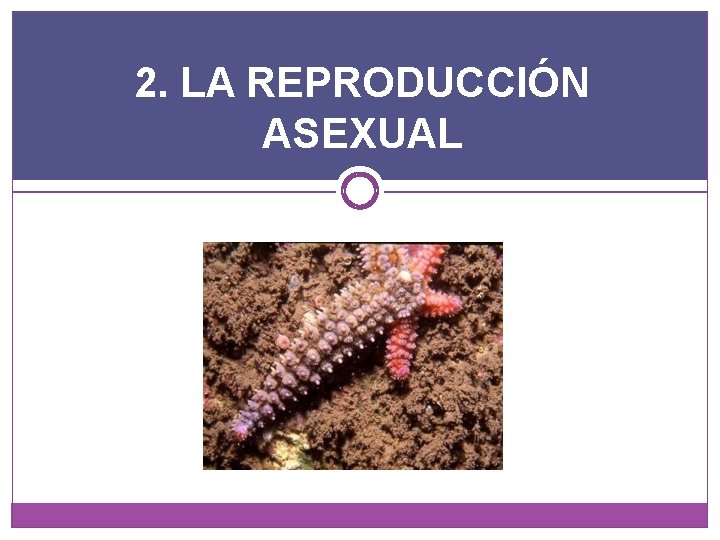 2. LA REPRODUCCIÓN ASEXUAL 