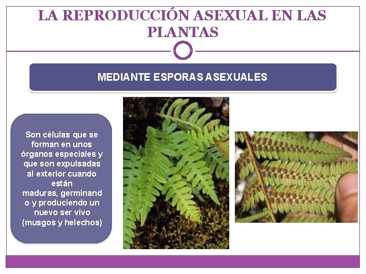 LA REPRODUCCIÓN ASEXUAL EN LAS PLANTAS MEDIANTE ESPORAS ASEXUALES Son células que se forman