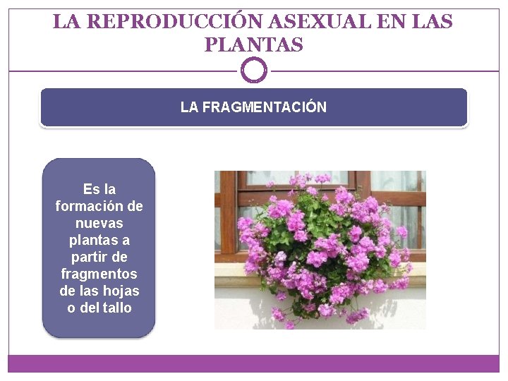 LA REPRODUCCIÓN ASEXUAL EN LAS PLANTAS LA FRAGMENTACIÓN Es la formación de nuevas plantas