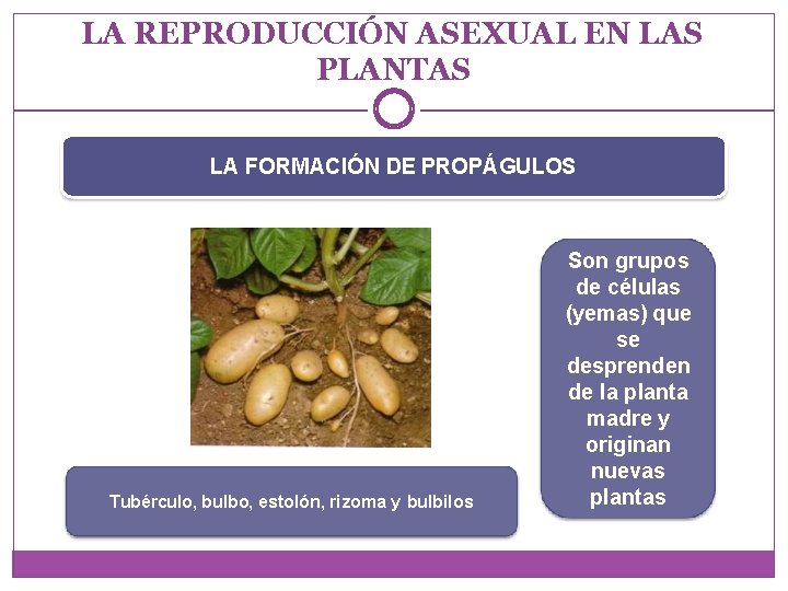 LA REPRODUCCIÓN ASEXUAL EN LAS PLANTAS LA FORMACIÓN DE PROPÁGULOS Tubérculo, bulbo, estolón, rizoma