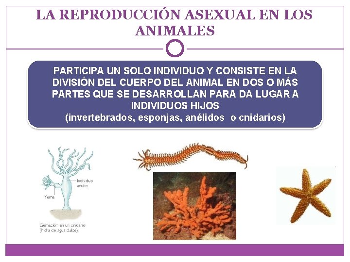 LA REPRODUCCIÓN ASEXUAL EN LOS ANIMALES PARTICIPA UN SOLO INDIVIDUO Y CONSISTE EN LA