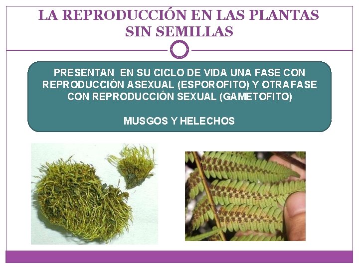 LA REPRODUCCIÓN EN LAS PLANTAS SIN SEMILLAS PRESENTAN EN SU CICLO DE VIDA UNA