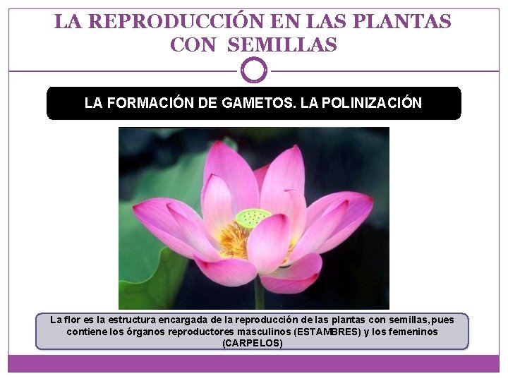 LA REPRODUCCIÓN EN LAS PLANTAS CON SEMILLAS LA FORMACIÓN DE GAMETOS. LA POLINIZACIÓN La