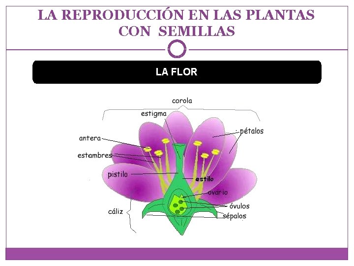 LA REPRODUCCIÓN EN LAS PLANTAS CON SEMILLAS LA FLOR 