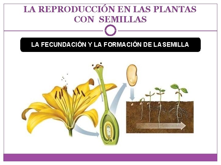 LA REPRODUCCIÓN EN LAS PLANTAS CON SEMILLAS LA FECUNDACIÓN Y LA FORMACIÓN DE LA