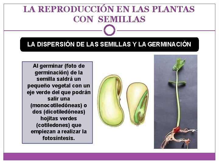 LA REPRODUCCIÓN EN LAS PLANTAS CON SEMILLAS LA DISPERSIÓN DE LAS SEMILLAS Y LA