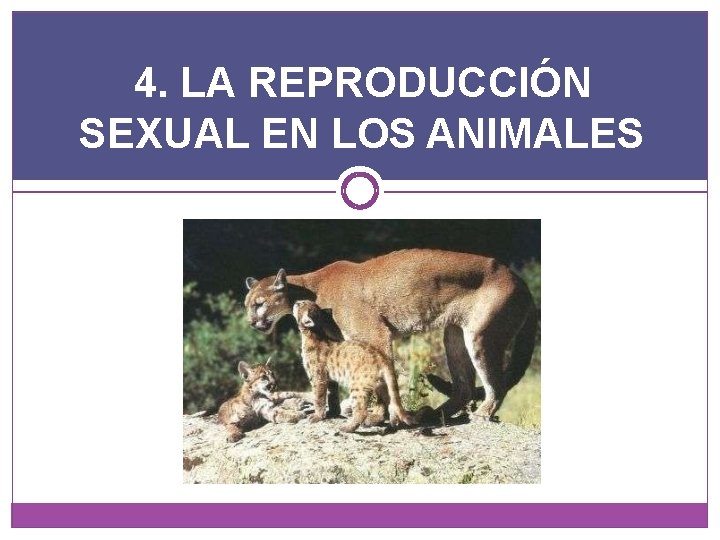 4. LA REPRODUCCIÓN SEXUAL EN LOS ANIMALES 