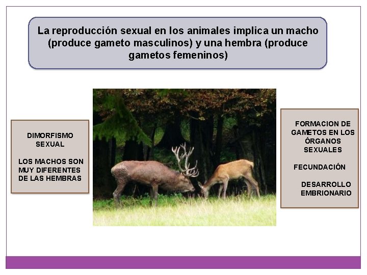 La reproducción sexual en los animales implica un macho (produce gameto masculinos) y una