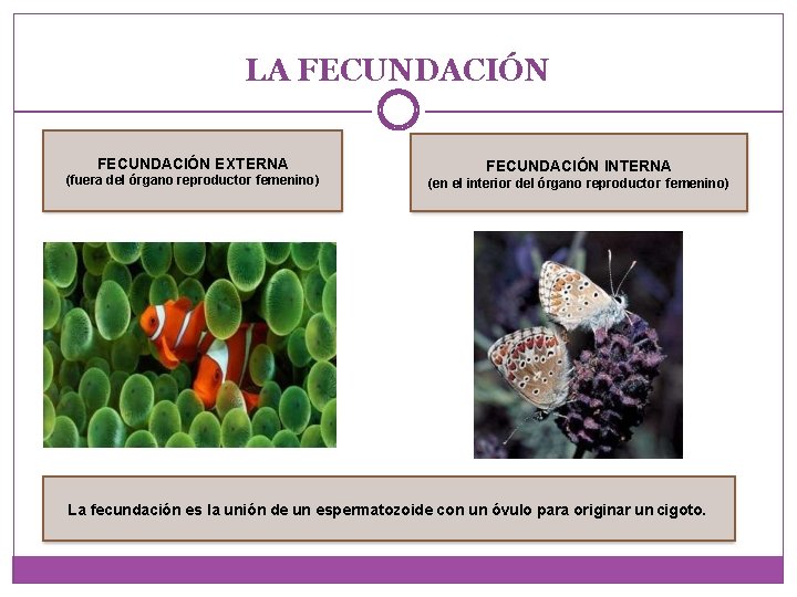 LA FECUNDACIÓN EXTERNA (fuera del órgano reproductor femenino) FECUNDACIÓN INTERNA (en el interior del