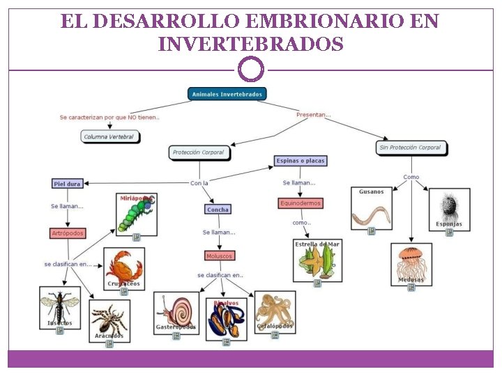 EL DESARROLLO EMBRIONARIO EN INVERTEBRADOS 