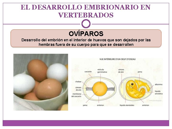 EL DESARROLLO EMBRIONARIO EN VERTEBRADOS OVÍPAROS Desarrollo del embrión en el interior de huevos