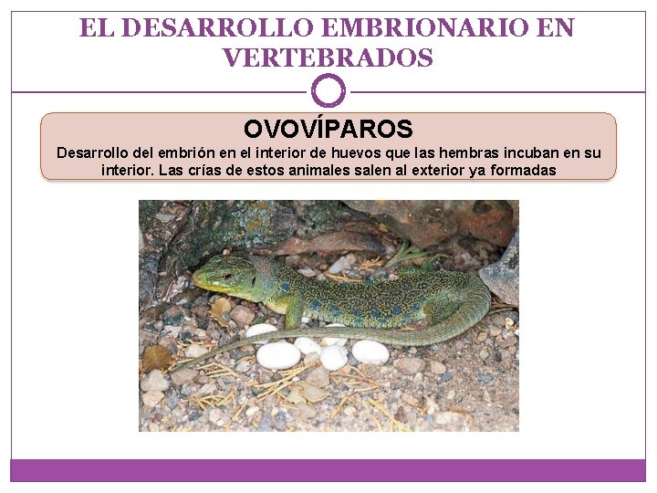 EL DESARROLLO EMBRIONARIO EN VERTEBRADOS OVOVÍPAROS Desarrollo del embrión en el interior de huevos