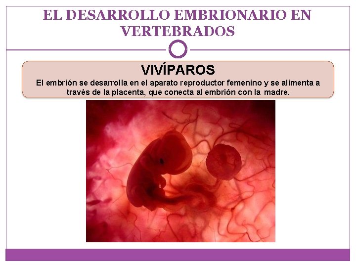 EL DESARROLLO EMBRIONARIO EN VERTEBRADOS VIVÍPAROS El embrión se desarrolla en el aparato reproductor