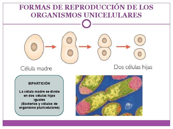 FORMAS DE REPRODUCCIÓN DE LOS ORGANISMOS UNICELULARES BIPARTICIÓN La célula madre se divide en