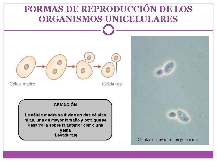 FORMAS DE REPRODUCCIÓN DE LOS ORGANISMOS UNICELULARES GEMACIÓN La célula madre se divide en