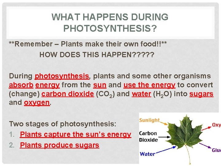 WHAT HAPPENS DURING PHOTOSYNTHESIS? **Remember – Plants make their own food!!** HOW DOES THIS