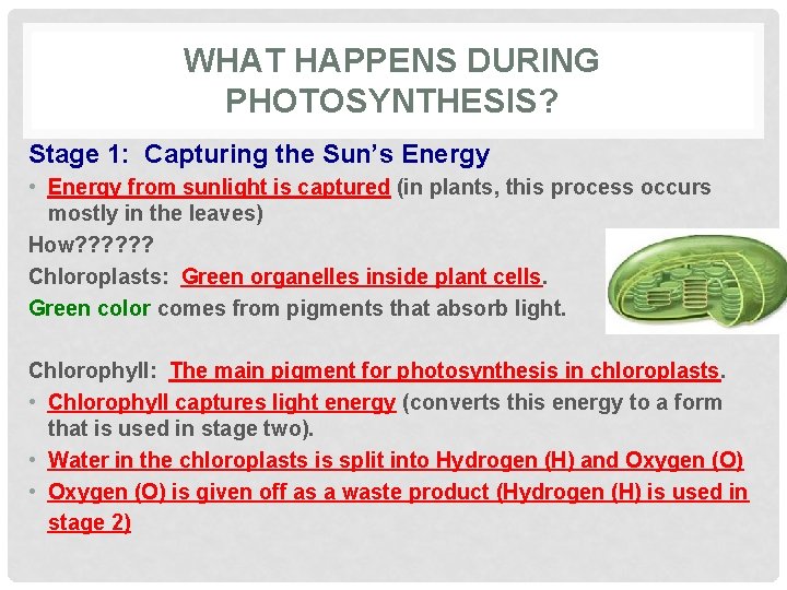 WHAT HAPPENS DURING PHOTOSYNTHESIS? Stage 1: Capturing the Sun’s Energy • Energy from sunlight