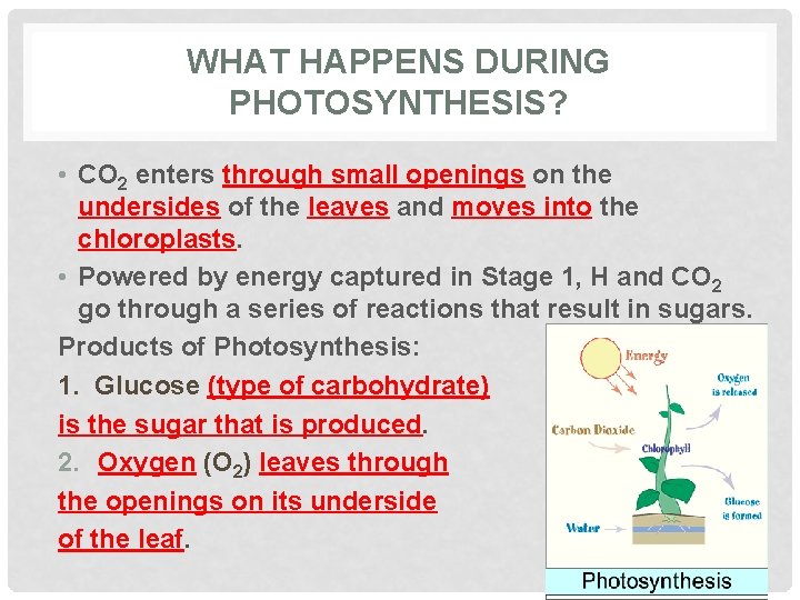 WHAT HAPPENS DURING PHOTOSYNTHESIS? • CO 2 enters through small openings on the undersides