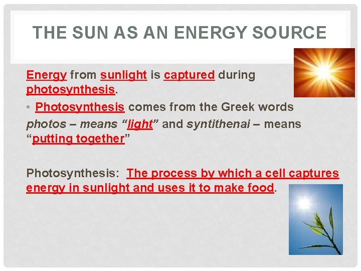THE SUN AS AN ENERGY SOURCE Energy from sunlight is captured during photosynthesis. •