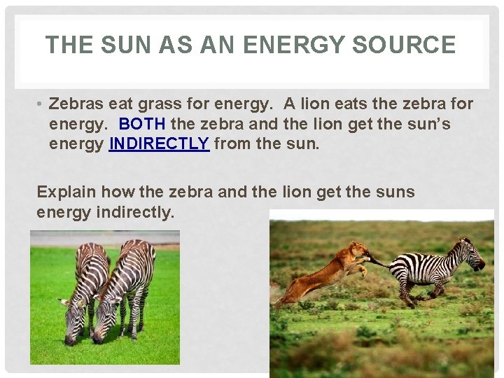 THE SUN AS AN ENERGY SOURCE • Zebras eat grass for energy. A lion