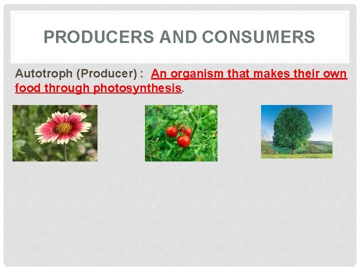 PRODUCERS AND CONSUMERS Autotroph (Producer) : An organism that makes their own food through