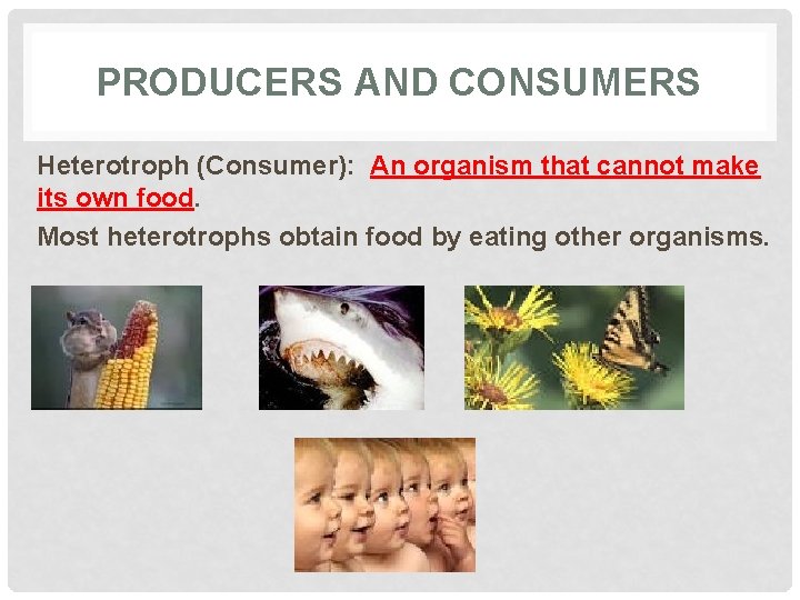 PRODUCERS AND CONSUMERS Heterotroph (Consumer): An organism that cannot make its own food. Most