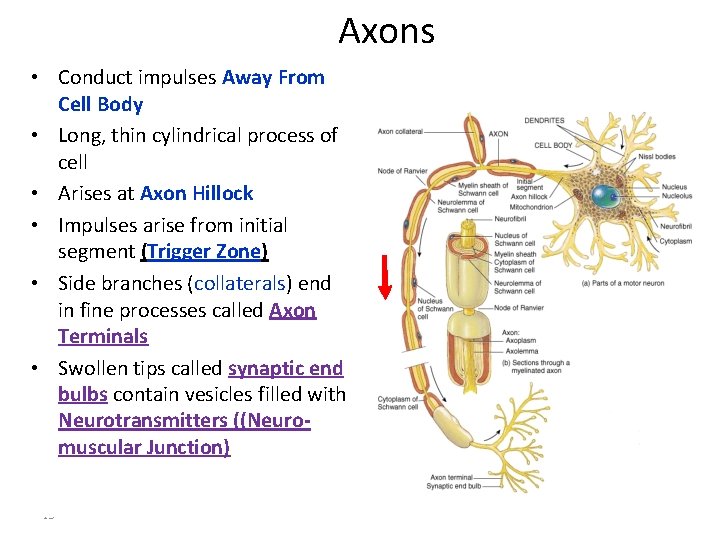 Axons • Conduct impulses Away From Cell Body • Long, thin cylindrical process of