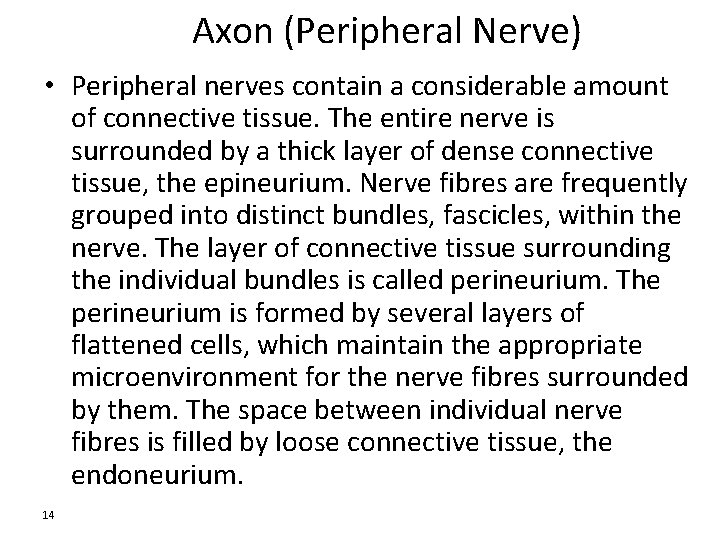 Axon (Peripheral Nerve) • Peripheral nerves contain a considerable amount of connective tissue. The