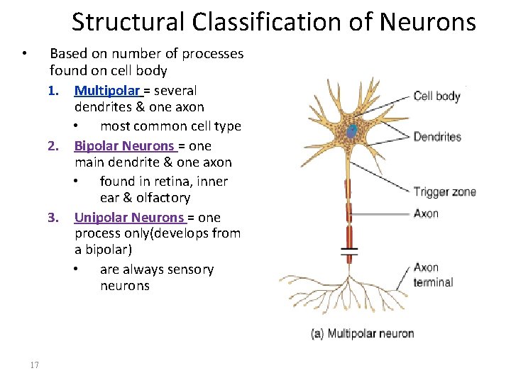 Structural Classification of Neurons Based on number of processes found on cell body 1.