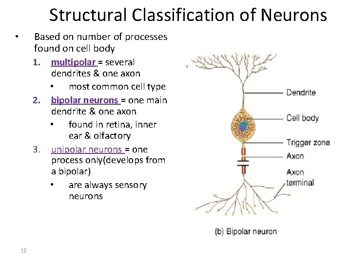 Structural Classification of Neurons Based on number of processes found on cell body 1.