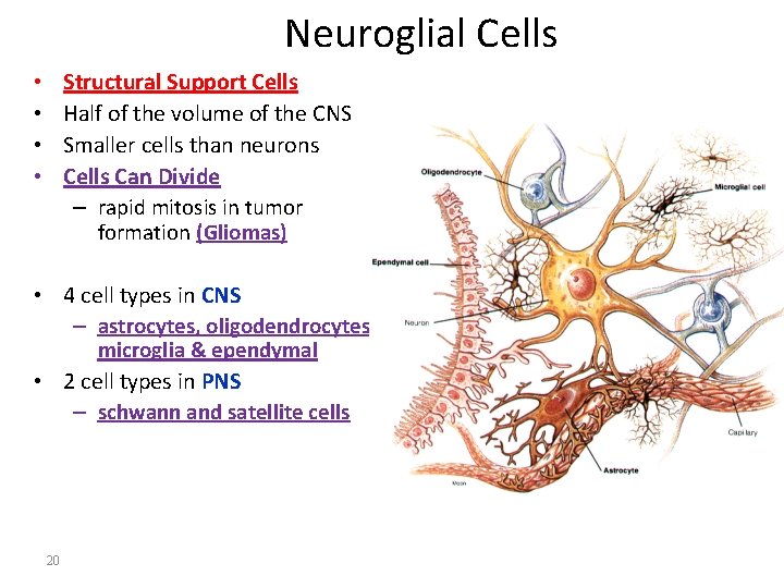 Neuroglial Cells Structural Support Cells Half of the volume of the CNS Smaller cells