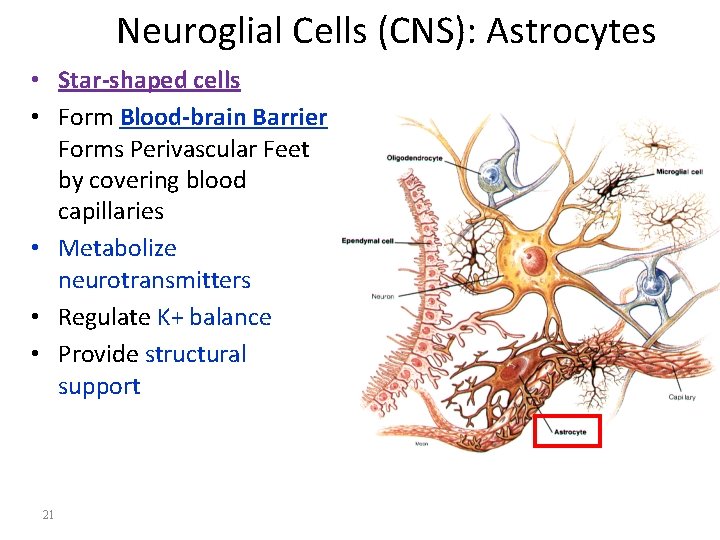 Neuroglial Cells (CNS): Astrocytes • Star-shaped cells • Form Blood-brain Barrier Forms Perivascular Feet