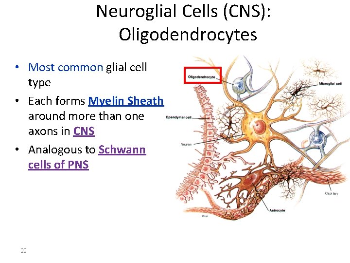 Neuroglial Cells (CNS): Oligodendrocytes • Most common glial cell type • Each forms Myelin